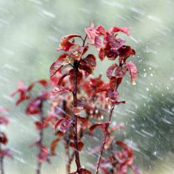 טקסט חלופי לתמונה
